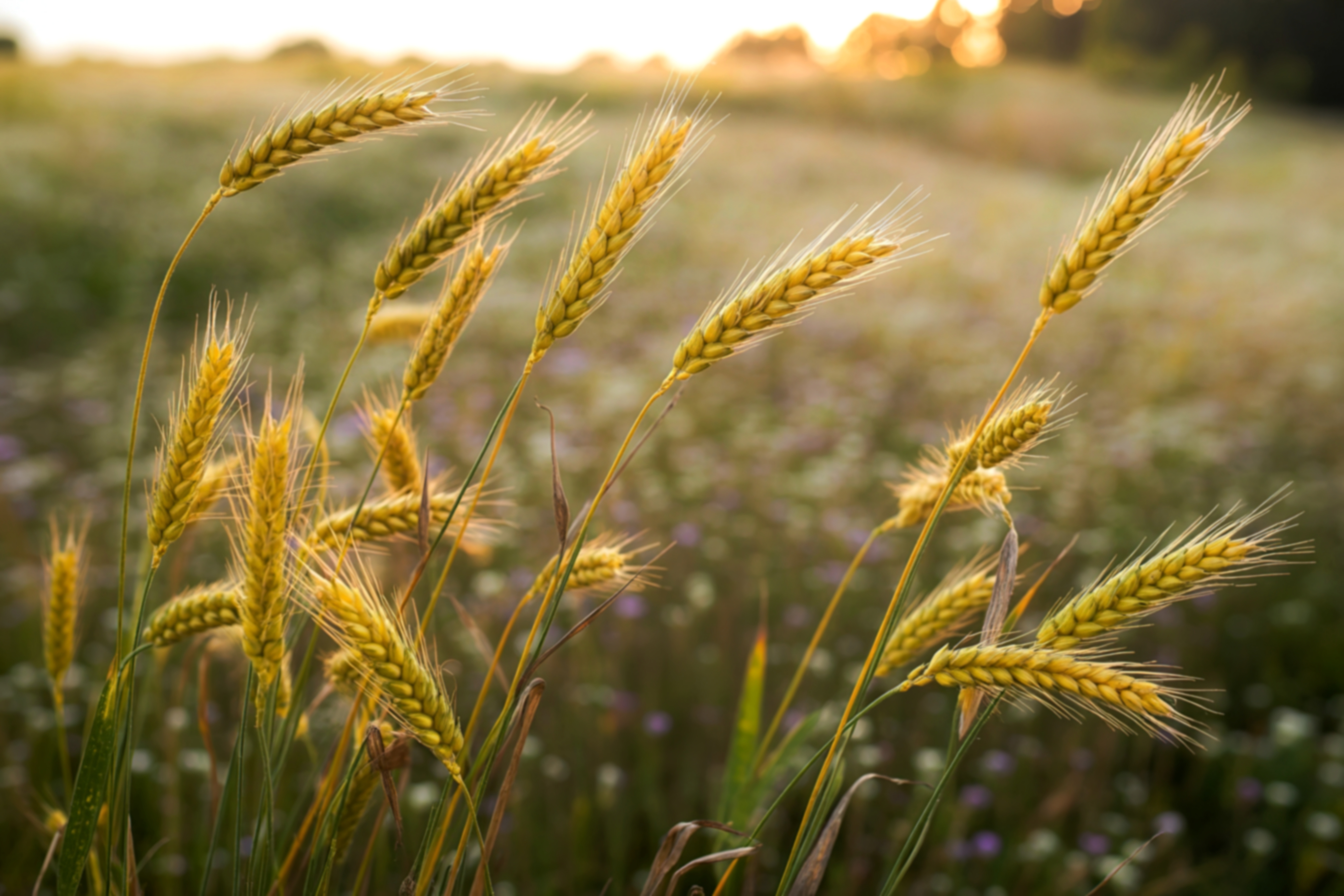Seven stalks of wheat