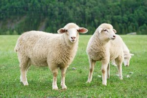 Sheep Pesach Sheini