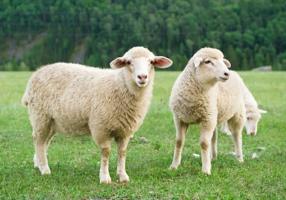 Sheep Pesach Sheini