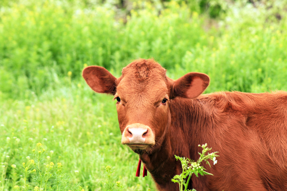 Red Heifer