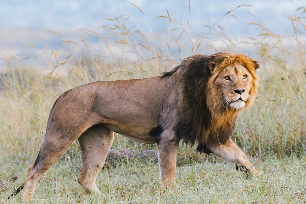 Be strong as a lion to do the will of our Father in Heaven