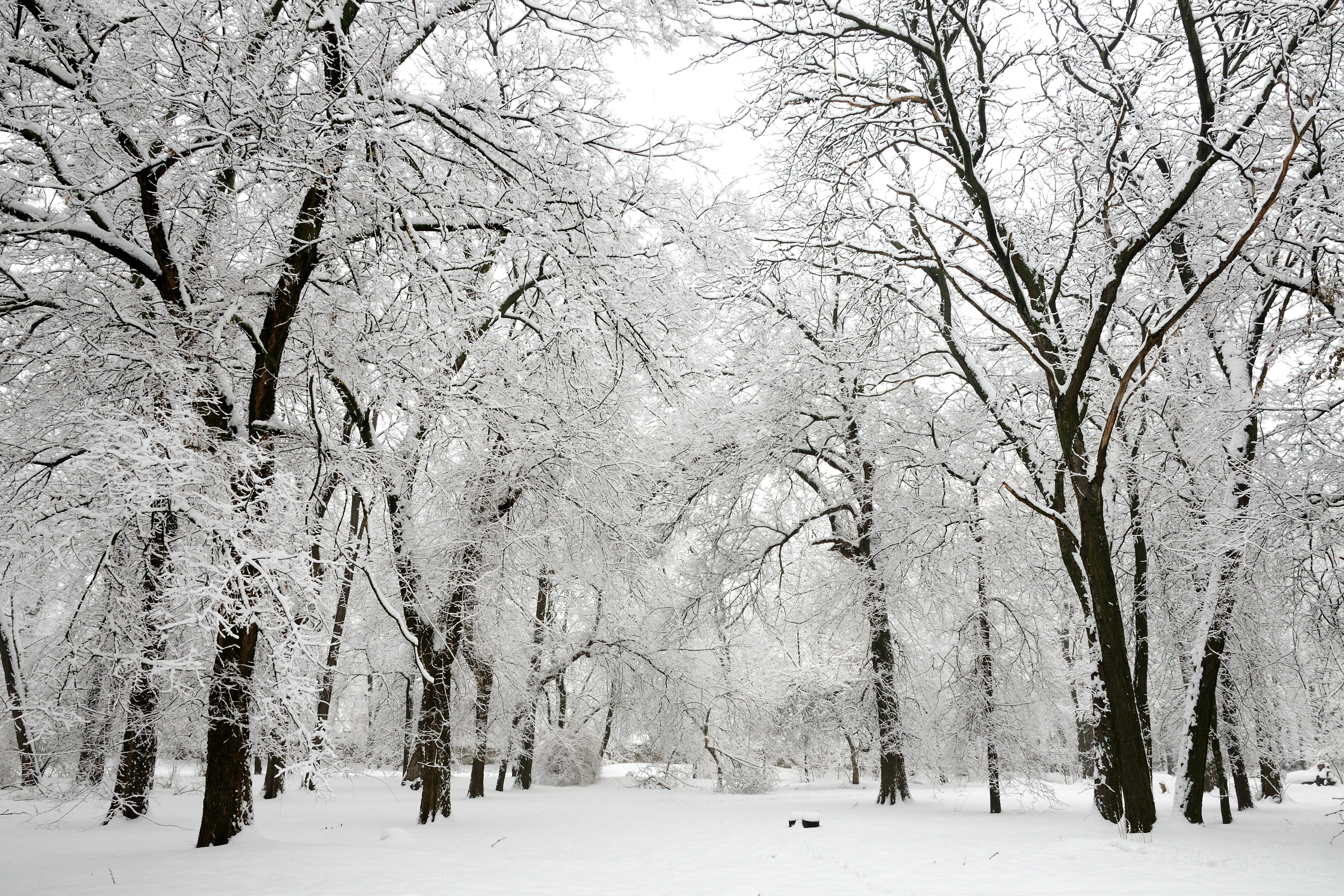 Tu B'Shvat: New Year for Trees