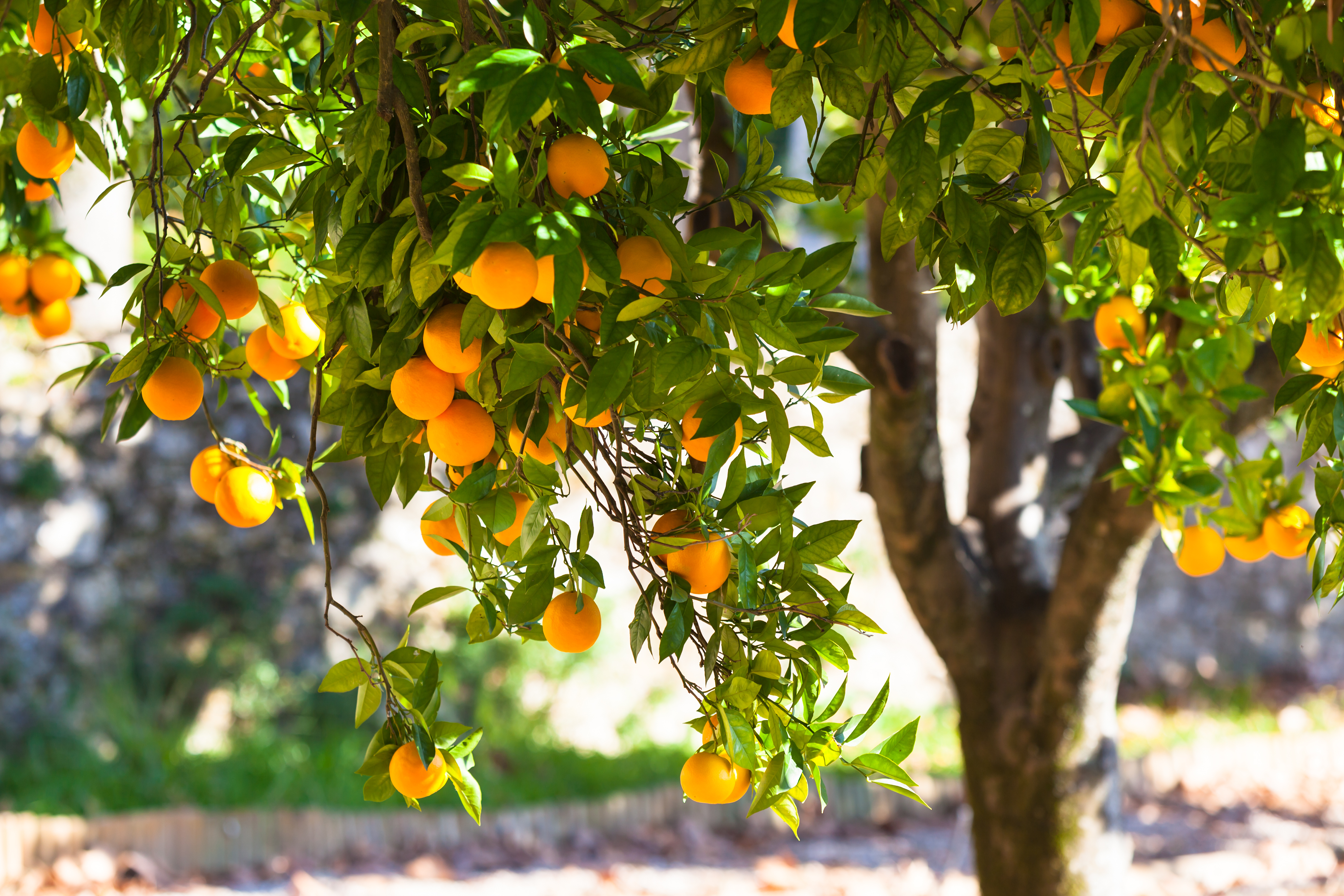 Tu Bishvat