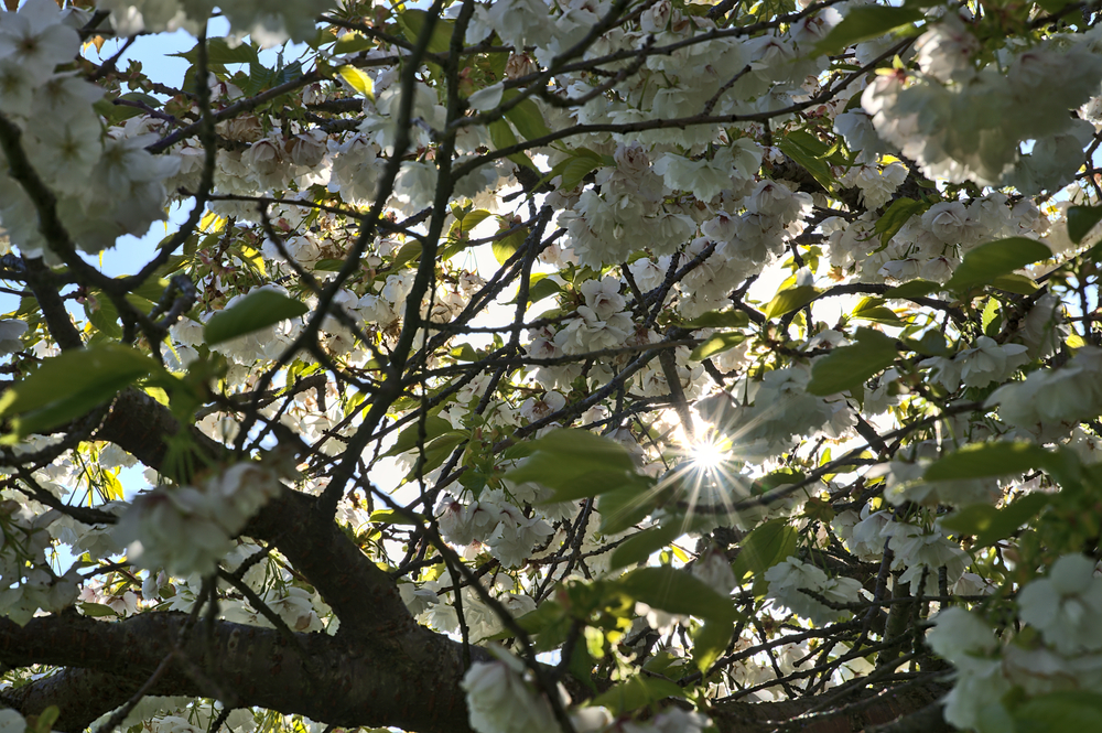 More sun illustration sun peeks though flowering tree spring