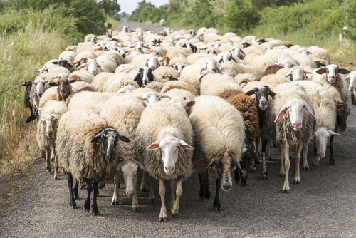 Lavan's sheep - are you guilty of theft?