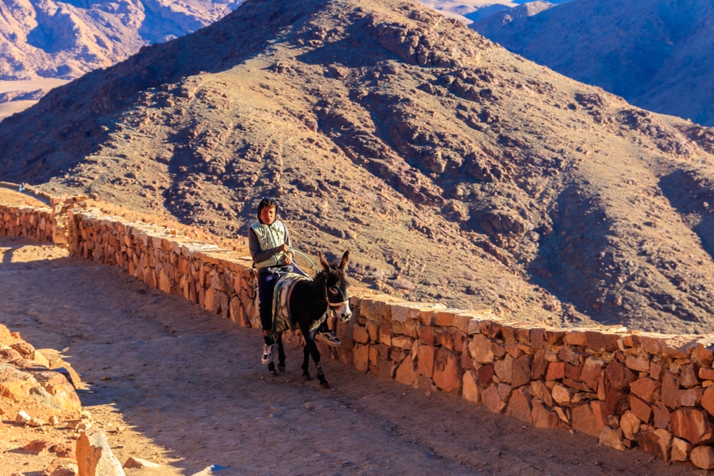 Donkey against the wall - take the hint!