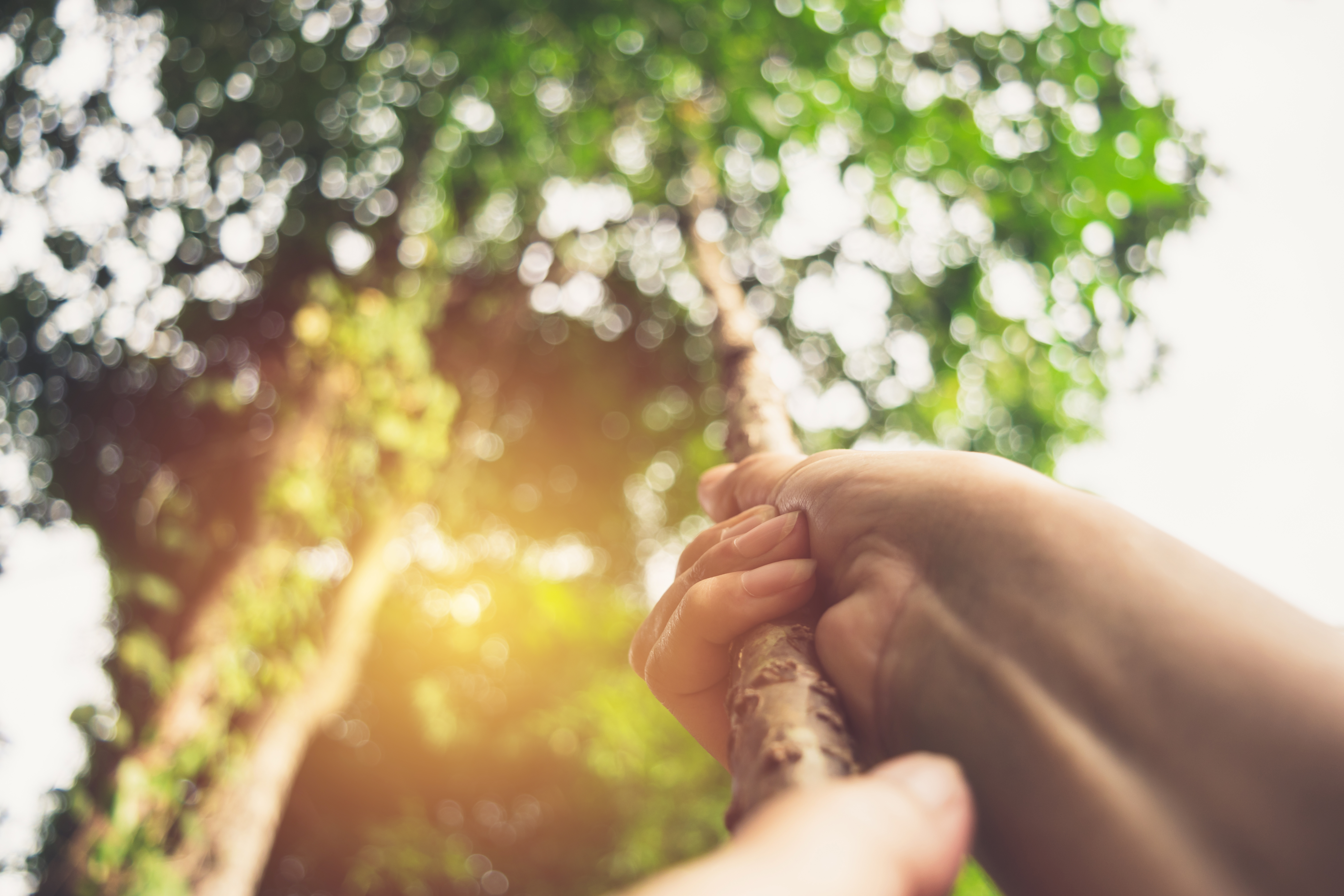 hands holding on to a vine connected to a tall tree