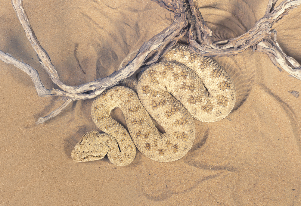 the serpent in the desert - appreciate the gift of the moment