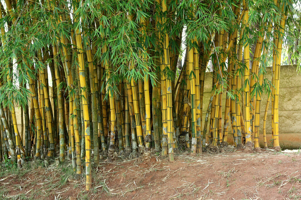 golden bamboo