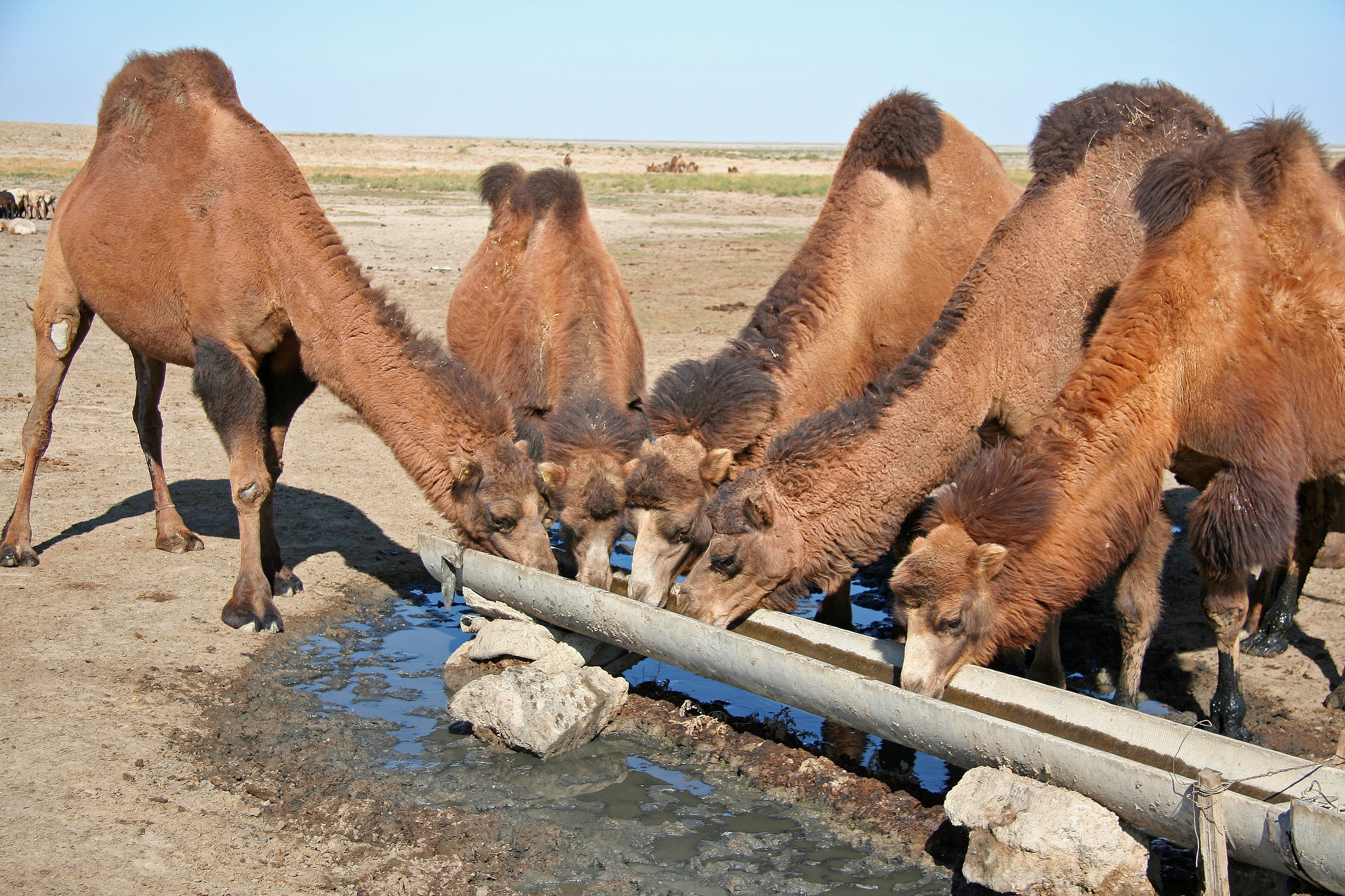 ten camels at a well