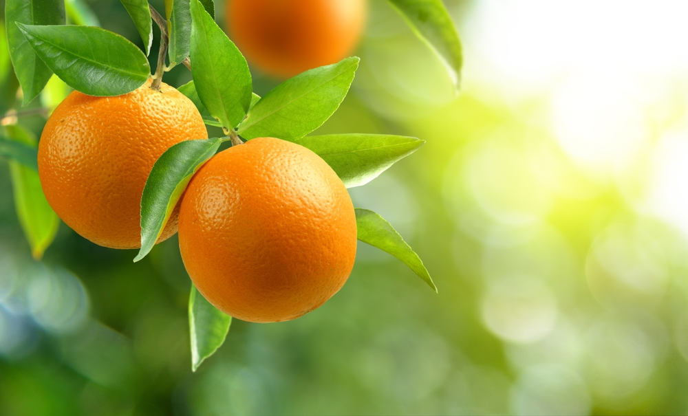 Our miraculous food - beautiful oranges