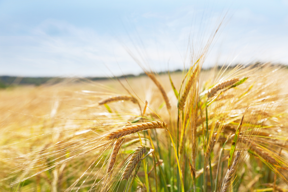Omer barley harvest