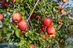 fruit trees we don't eat from for first 3 years