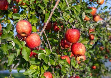 fruit trees we don't eat from for first 3 years