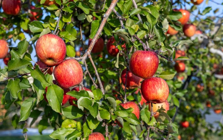 fruit trees we don't eat from for first 3 years