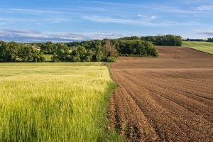 shemittah - fallow and green land - planting seeds of trust