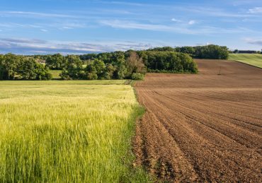 shemittah - fallow and green land - planting seeds of trust