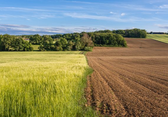 shemittah - fallow and green land - planting seeds of trust